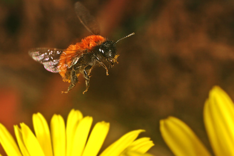 Bees : (Andrenidae) Andrena fulva