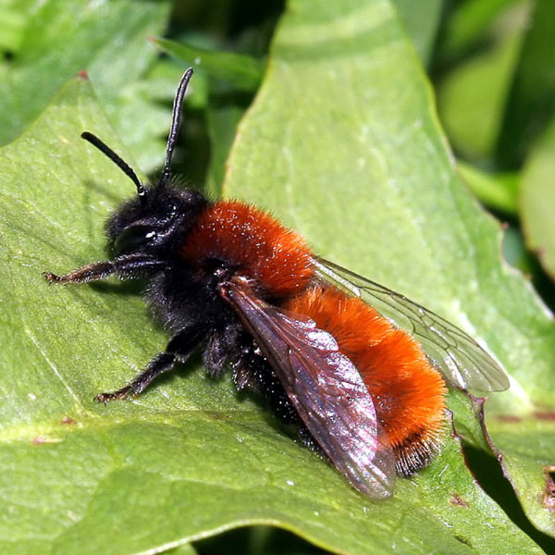 Bees : (Andrenidae) Andrena fulva