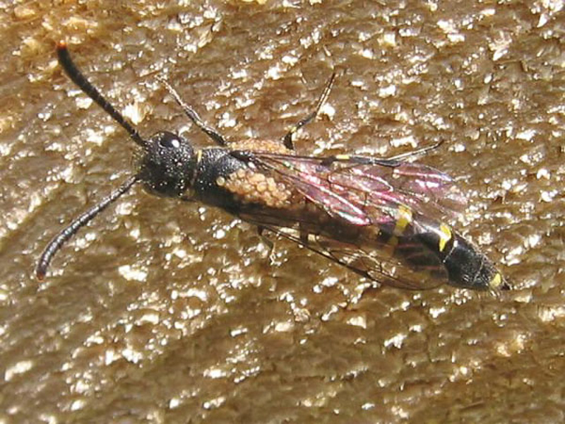 Aculeate Wasps : (Sapygidae) Sapyga clavicornis