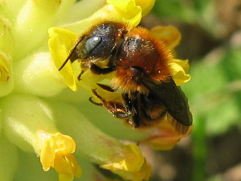 Bees : (Megachilidae) Osmia aurulenta