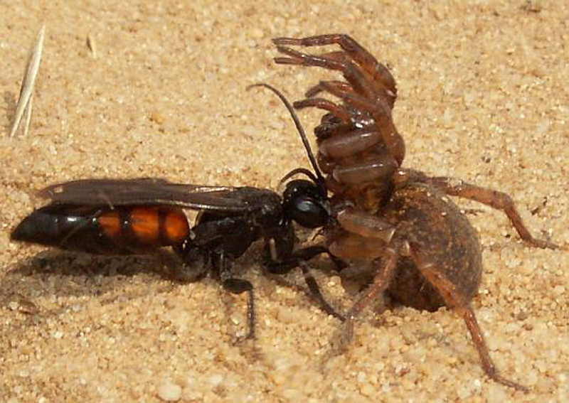 Aculeate Wasps : (Pompilidae) Anoplius viaticus