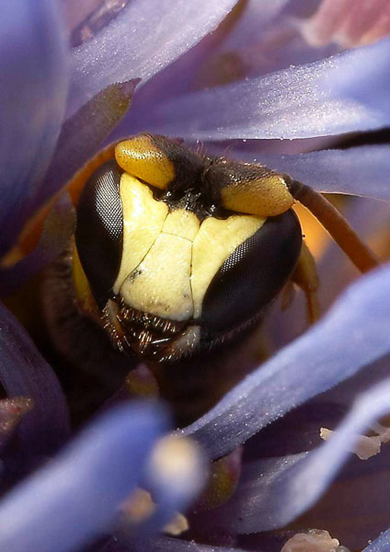 Bees : (Colletidae) Hylaeus annularis