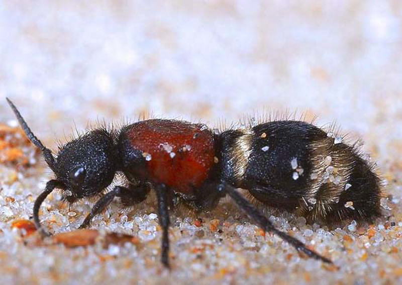 Aculeate Wasps : (Mutillidae) Mutilla europaea