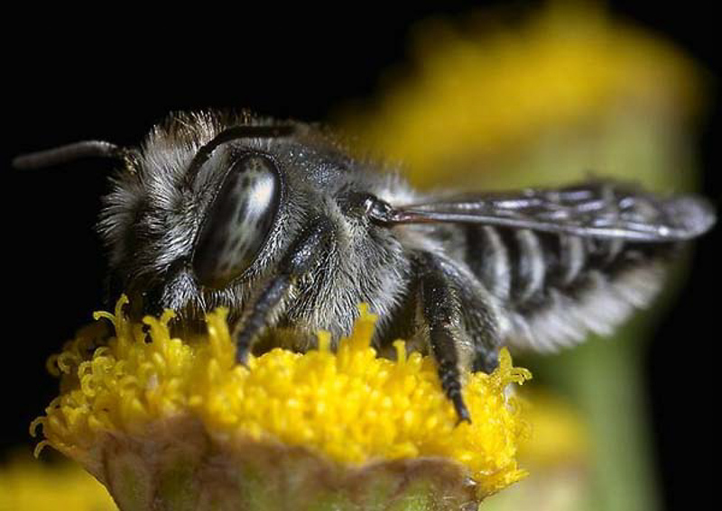 Bees : (Megachilidae) Megachile rotundata