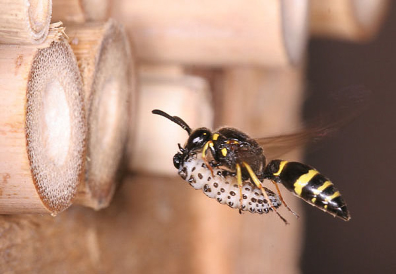 Aculeate Wasps : (Vespidae) Ancistrocerus trifasciatus