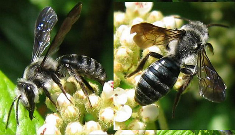 Bees : (Andrenidae) Andrena agilissima
