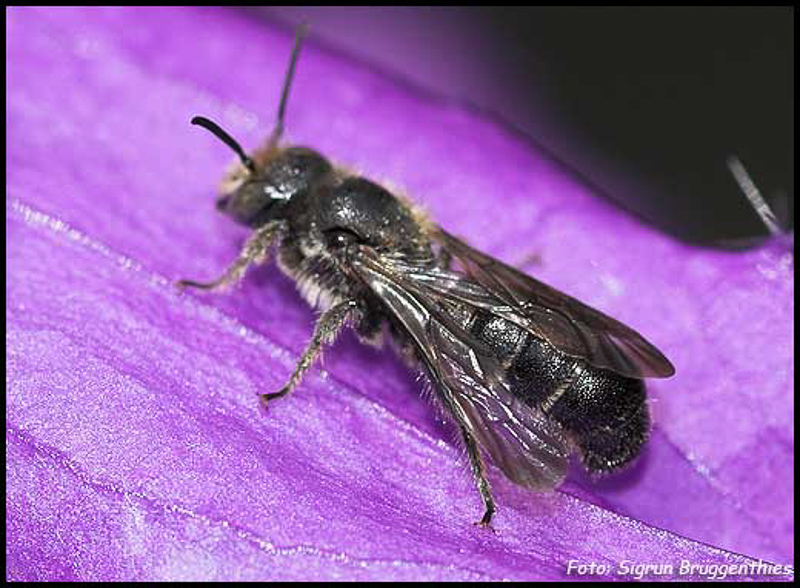 Bees : (Megachilidae) Chelostoma rapunculi