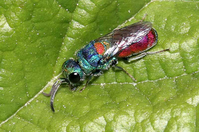 Aculeate Wasps : (Chrysididae) Chrysis scutellaris