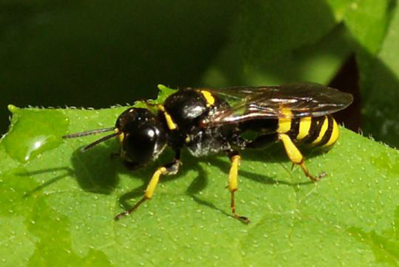 Aculeate Wasps : (Crabronidae) Crossocerus vagabundus