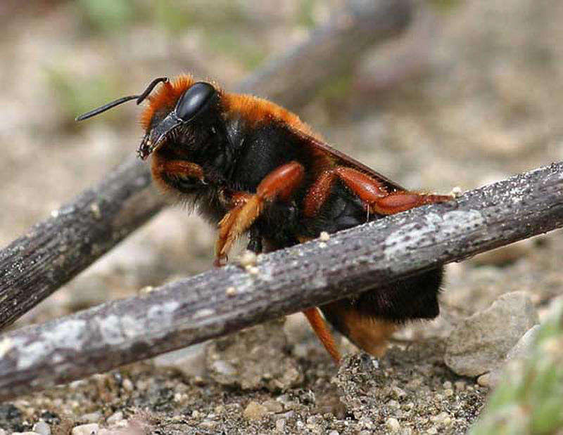 Bees : (Megachilidae) Megachile sicula