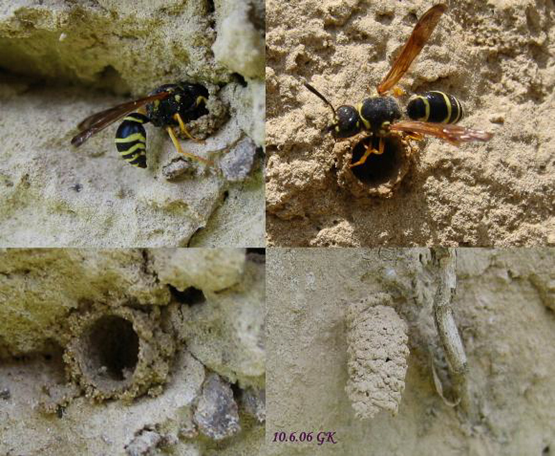 Aculeate Wasps : (Vespidae) Odynerus spinipes