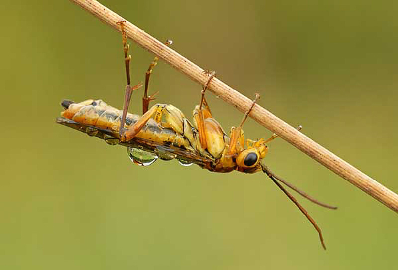 Sawflies and horntails : (Tenthredinidae) Tenthredopsis sordida