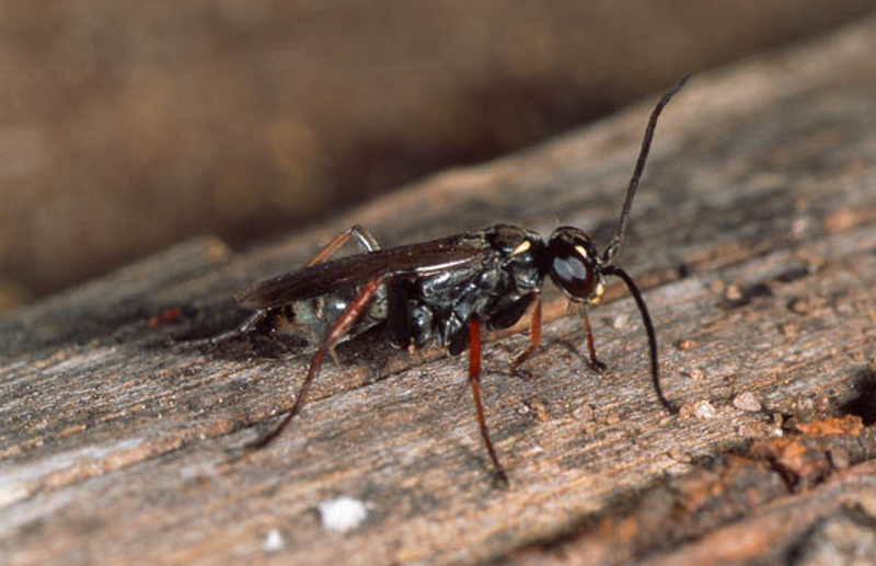 Aculeate Wasps : (Pompilidae) Agenioideus cinctellus