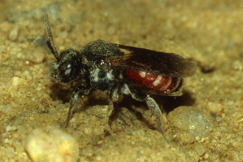 Bees : (Apidae) Ammobates punctatus