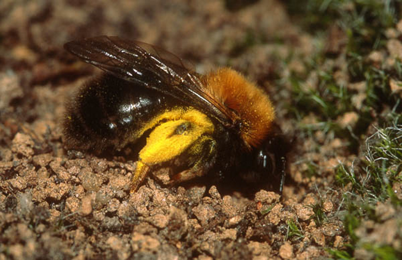 Bees : (Andrenidae) Andrena clarkella