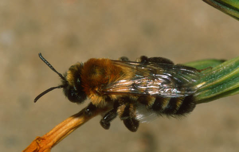 Bees : (Andrenidae) Andrena nigriceps