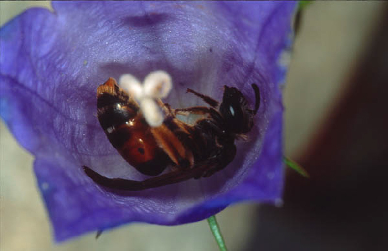 Bees : (Andrenidae) Andrena rufizona