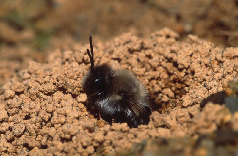 Bees : (Andrenidae) Andrena vaga