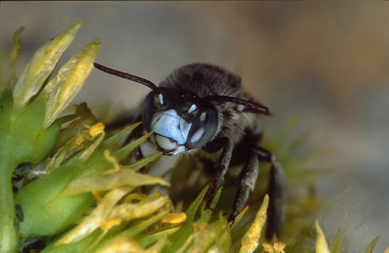 Bees : (Apidae) Amegilla albigena