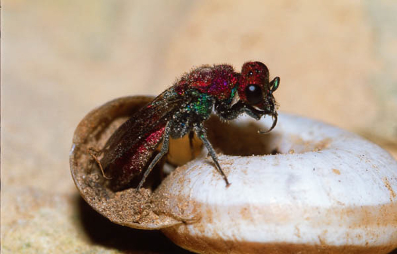 Aculeate Wasps : (Chrysididae) Chrysura cuprea