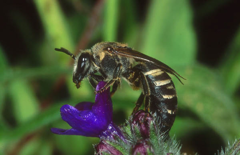 Bees : (Colletidae) Colletes nasutus
