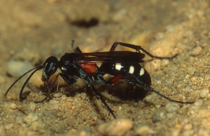 Aculeate Wasps : (Pompilidae) Cryptocheilus fabricii