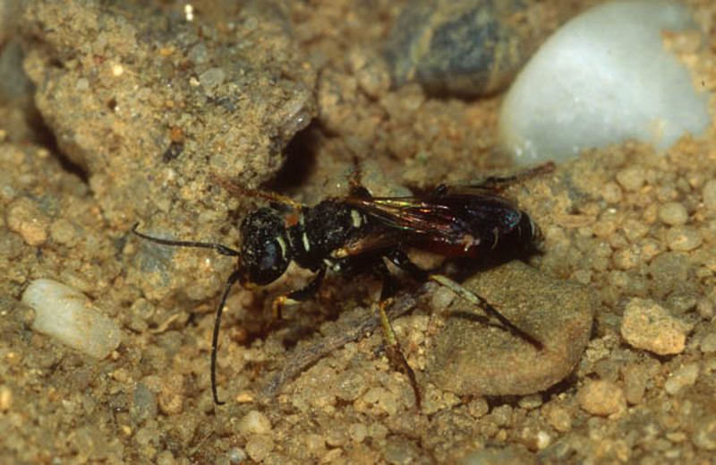 Aculeate Wasps : (Crabronidae) Dinetus pictus