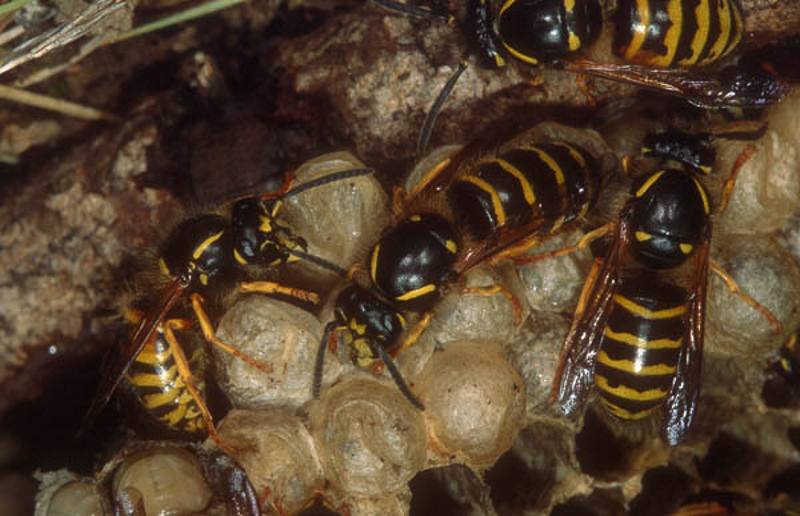 Aculeate Wasps : (Vespidae) Dolichovespula norwegica