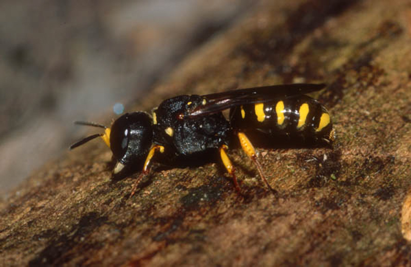 Aculeate Wasps : (Crabronidae) Ectemnius dives