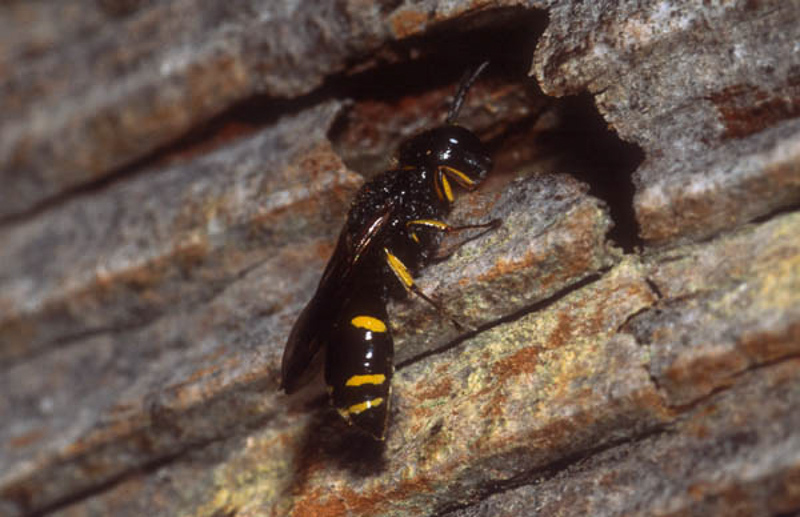 Aculeate Wasps : (Crabronidae) Ectemnius guttatus