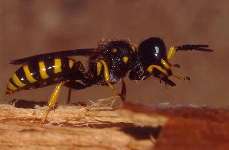 Aculeate Wasps : (Crabronidae) Ectemnius sexcinctus