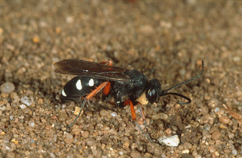 Aculeate Wasps : (Pompilidae) Episyron albonotatum