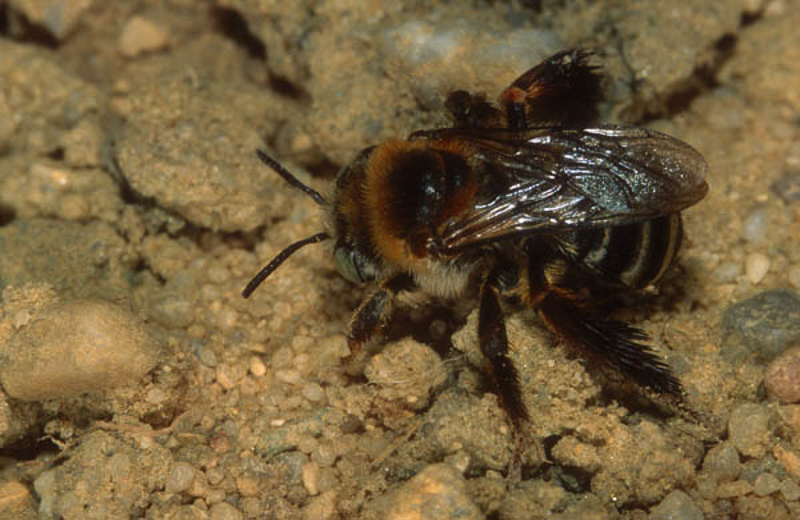 Bees : (Apidae) Tetraloniella dentata