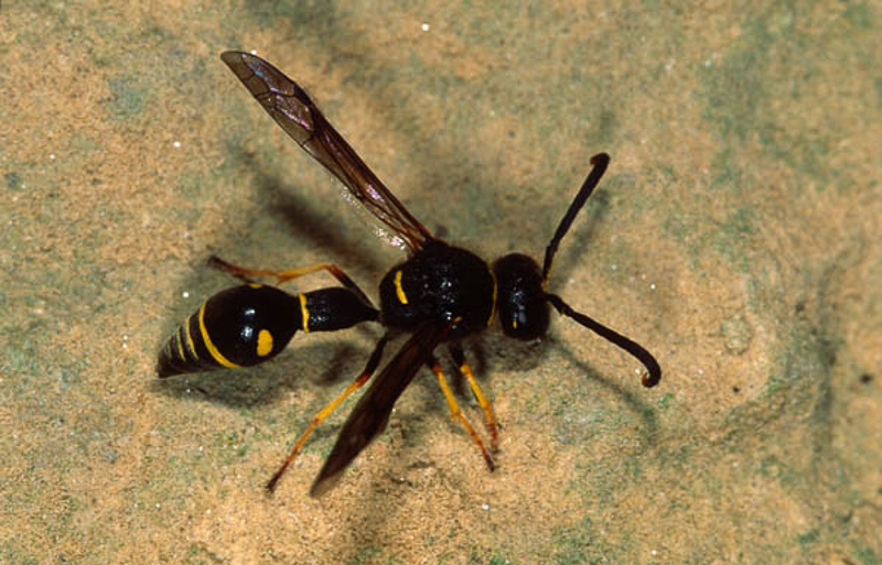 Aculeate Wasps : (Vespidae) Eumenes coarctatus