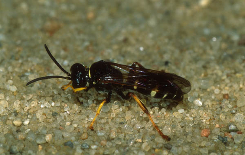 Aculeate Wasps : (Crabronidae) Gorytes quinquefasciatus