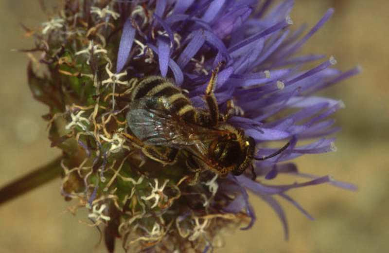 Bees : (Apidae) Halictus leucaheneus