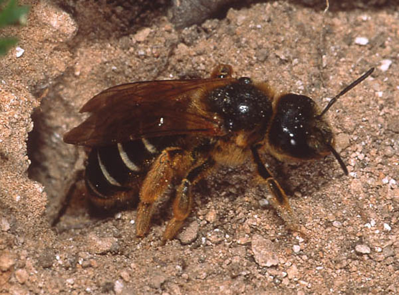 Bees : (Apidae) Halictus quadricinctus