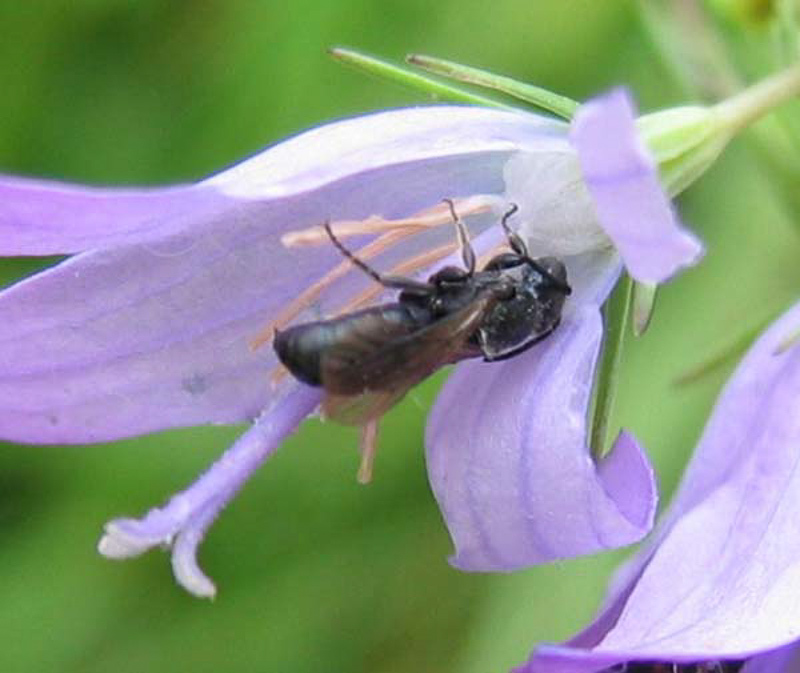 Bees : (Megachilidae) Chelostoma distinctum