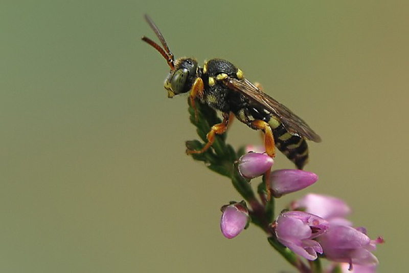 Bees : (Apidae) Nomada rufipes