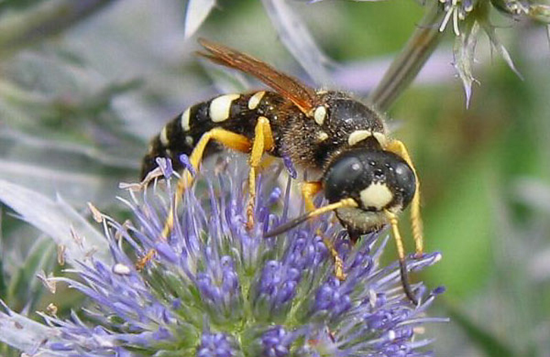 Aculeate Wasps : (Crabronidae) Philanthus coronatus