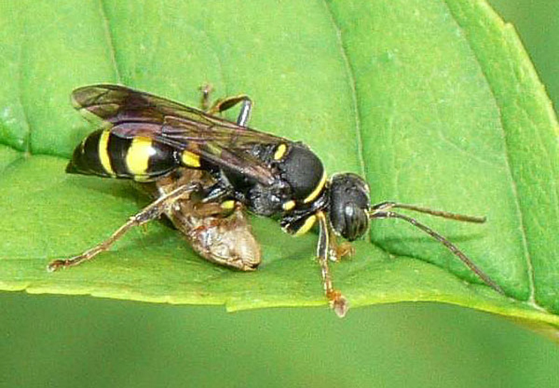 Aculeate Wasps : (Crabronidae) Lestiphorus bicinctus
