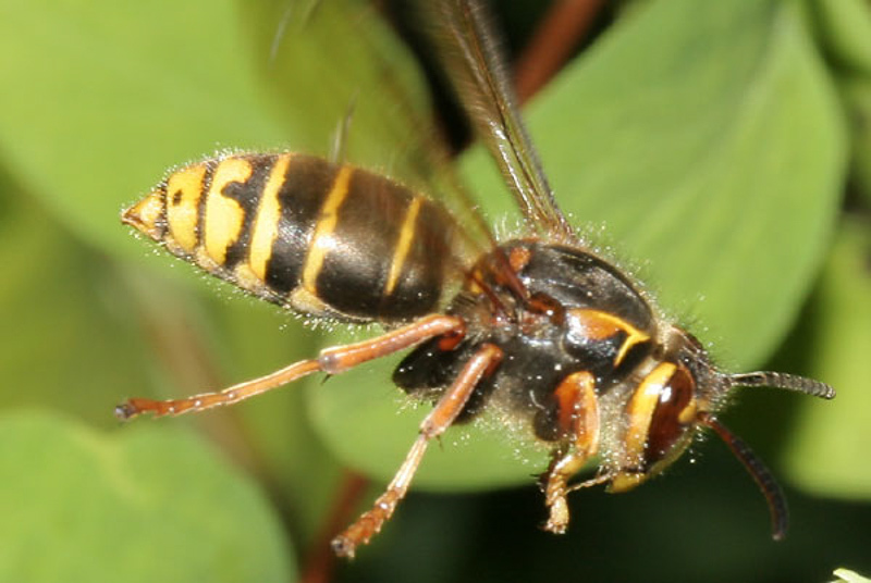 Aculeate Wasps : (Vespidae) Dolichovespula media