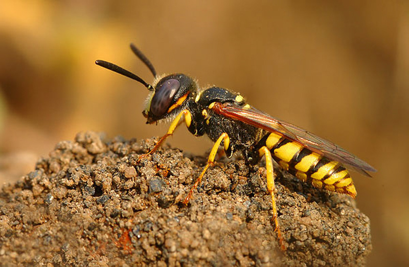 Aculeate Wasps : (Crabronidae) Philanthus triangulum