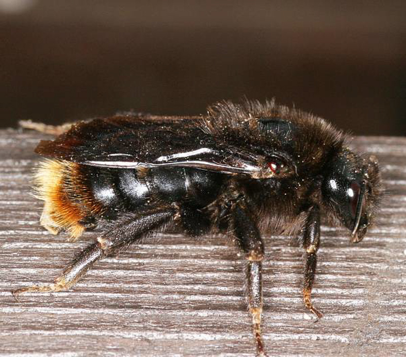 Bees : (Apidae) Bombus rupestris