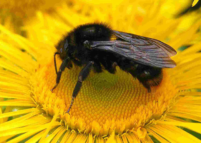 Bees : (Apidae) Bombus rupestris