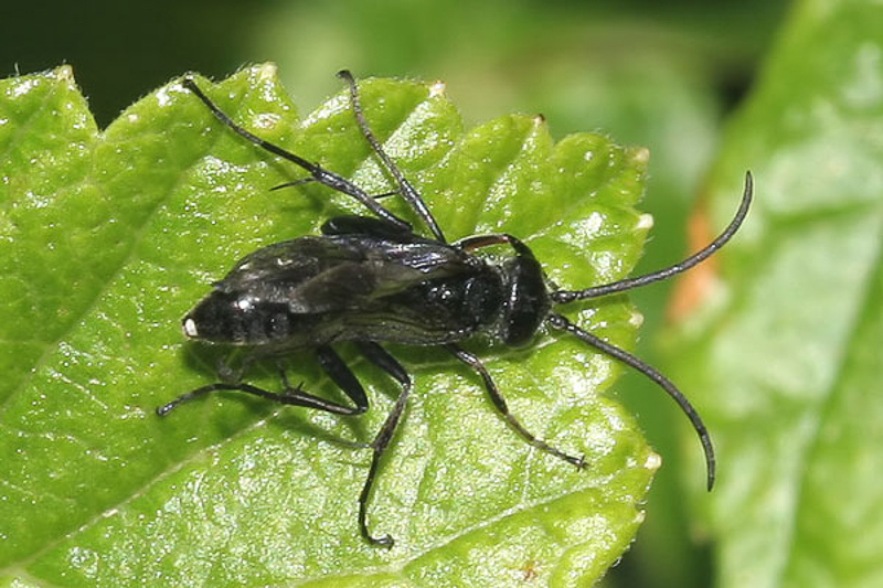 Aculeate Wasps : (Pompilidae) Agenioideus sericeus