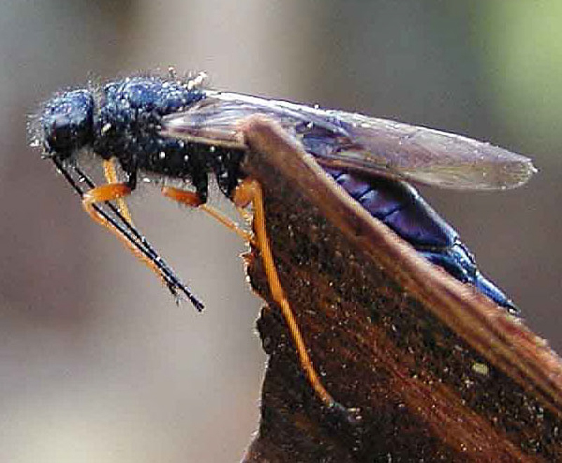 Sawflies and horntails : (Siricidae) Sirex noctilio