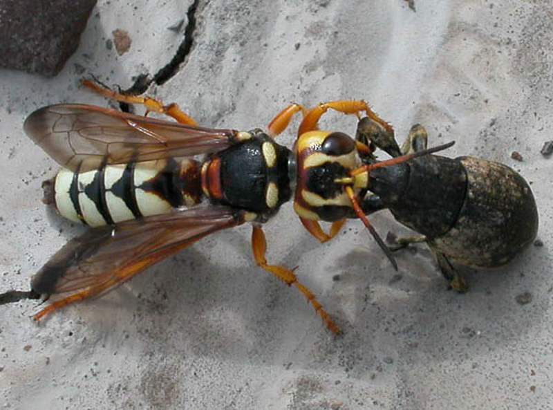 Aculeate Wasps : (Crabronidae) Cerceris tuberculata