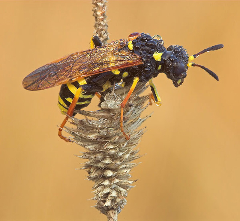 Sawflies and horntails : (Tenthredinidae) Tenthredo omissa