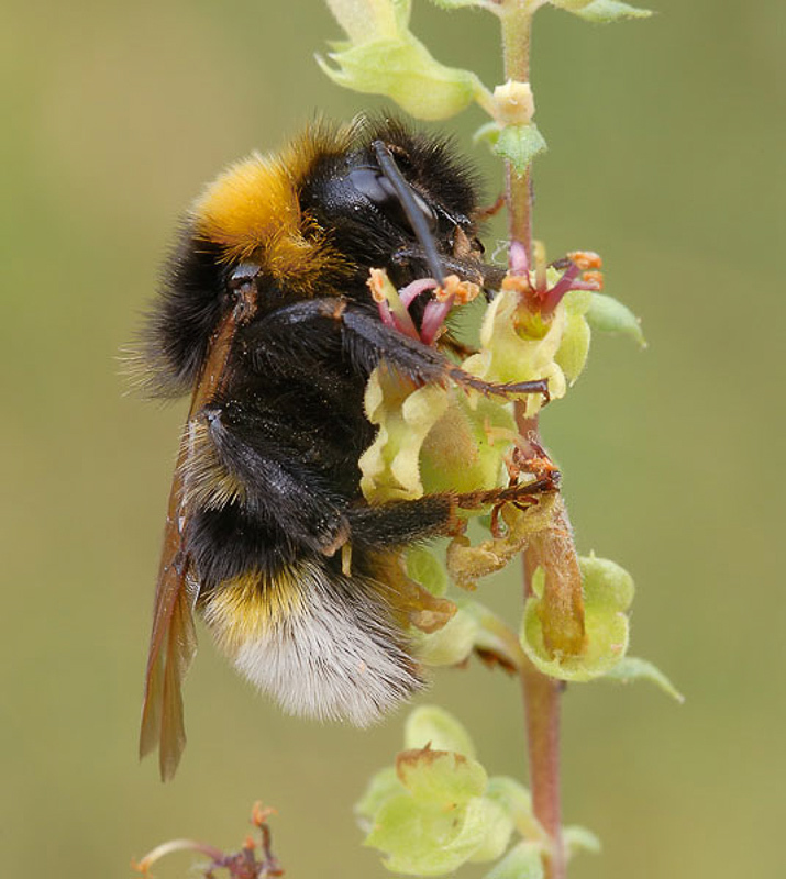 Bees : (Apidae) Bombus vestalis